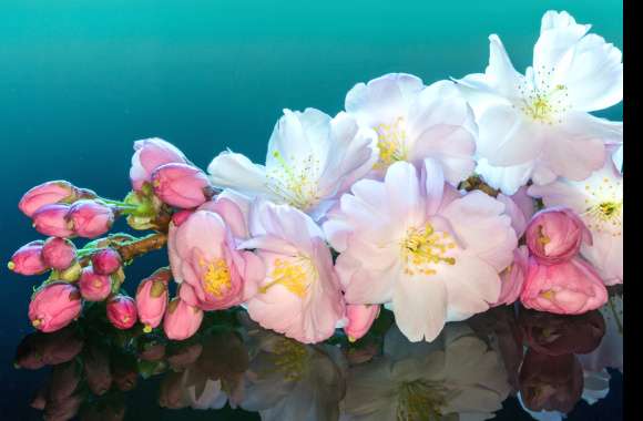 Nature Reflection White Flower Flower Blossom