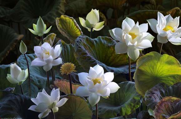 Nature White Flower Leaf Flower Lotus