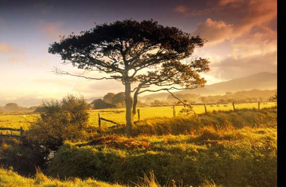 New Zealand Tree of Serenity -