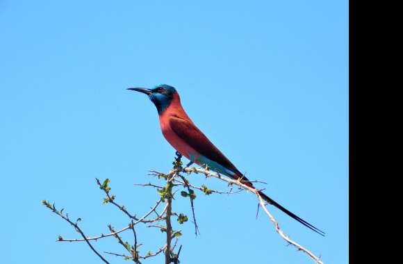 Northern Carmine Bee-eater Animal Bee-eater Bee-eater wallpapers hd quality