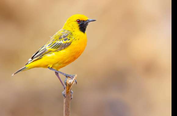 Orange Chat Animal Bird wallpapers hd quality