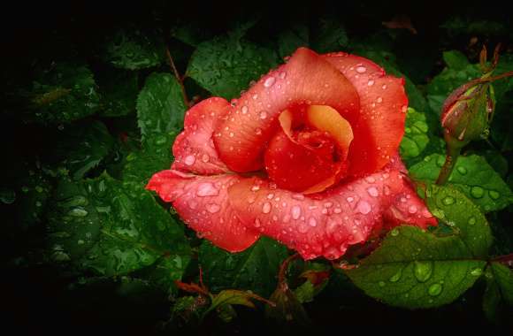 Orange Flower Bud Water Drop Flower Nature Rose