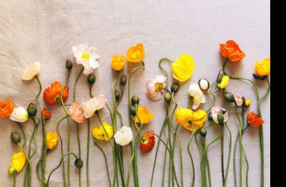 Orange Flower Yellow Flower White Flower Poppy Man Made Flower