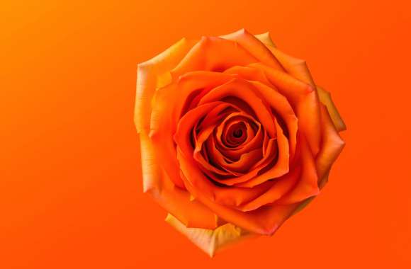 Orange Rose 8K wallpapers hd quality