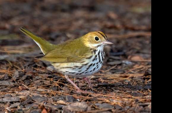 Ovenbird Animal Warbler wallpapers hd quality