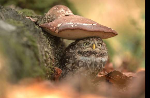 Owl Under Mushroom -