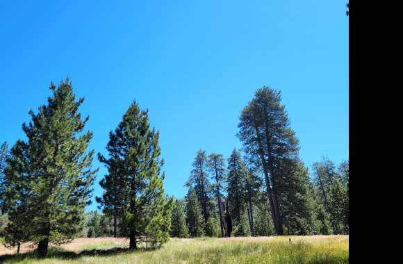 Palomar Mountain Hiking Trip in July - Doane Valley