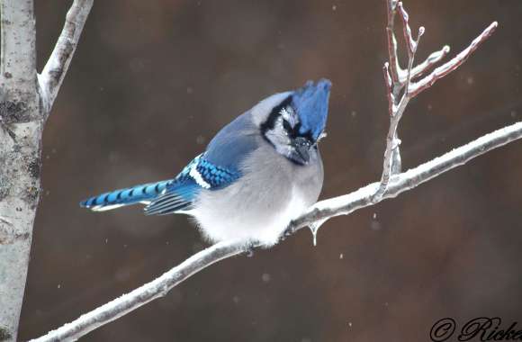 Passerine Bird Jay Animal Blue Jay