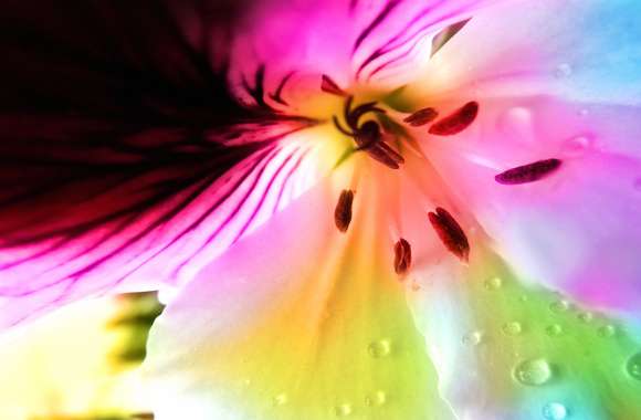 Pastel Beauty A Vibrant Floral wallpapers hd quality