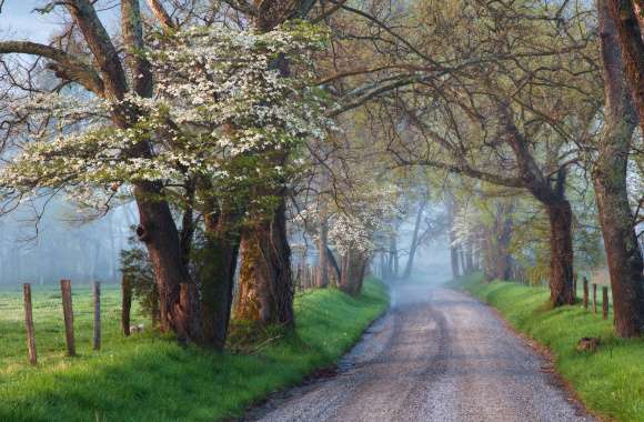 Path Nature Tree