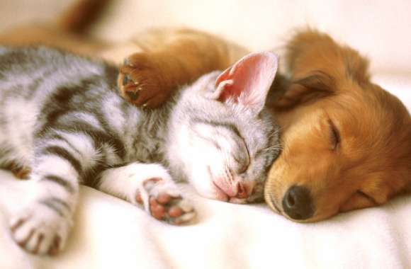 Peaceful Moments Cat & Dog wallpapers hd quality