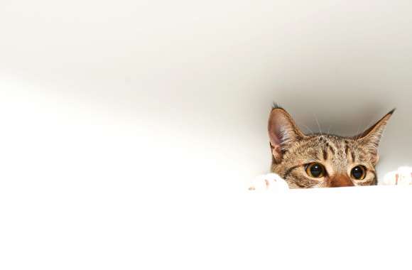 Peekaboo Cat -