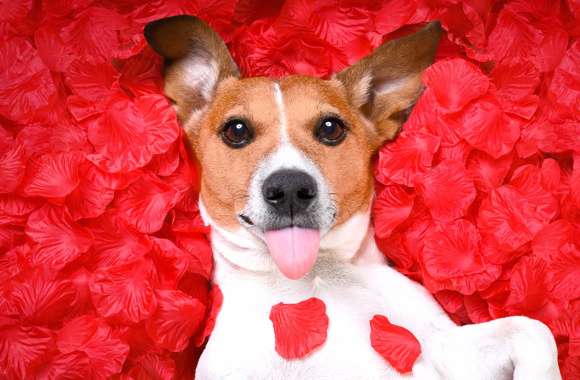 Petal Dog Animal Jack Russell Terrier