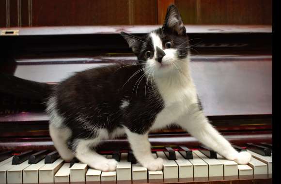 Piano Funny Kitten Animal Cat