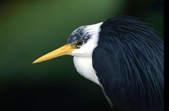 Pied Heron Animal Heron wallpapers hd quality