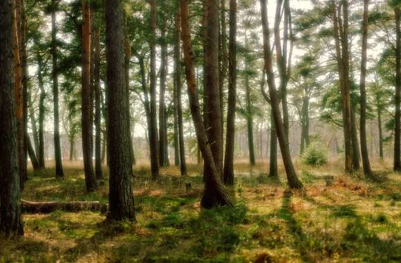 Pine Forest Serenity -