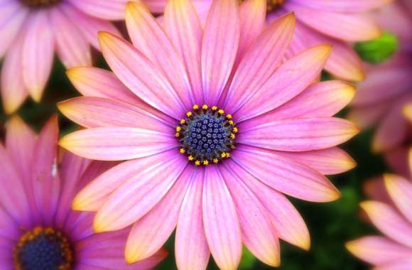 Pink African Daisy Bliss