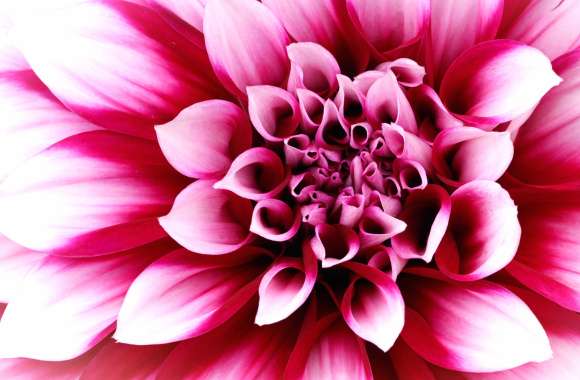 Pink Dahlia Closeup