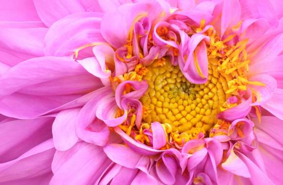 Pink Dahlia Macro