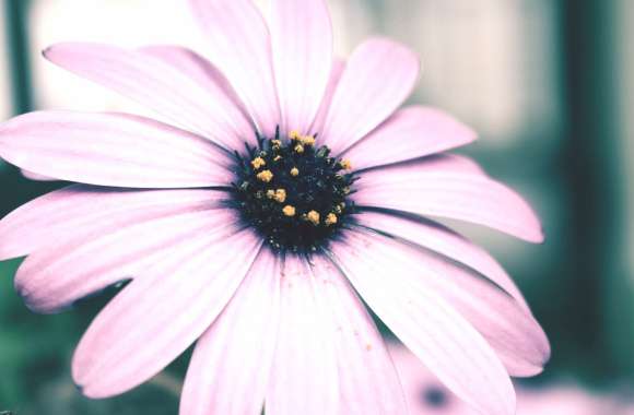 Pink Daisy Bloom - Elegant Floral Background