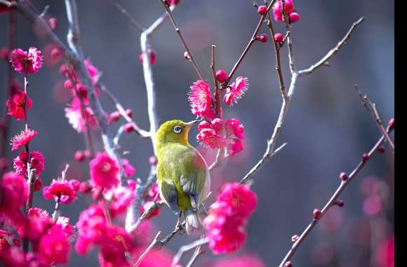 Pink Flower Bird Animal Japanese White-eye wallpapers hd quality