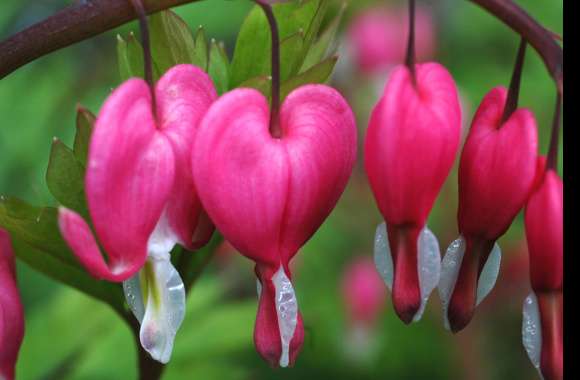 Pink Flower Flower Close-up Nature Bleeding Heart