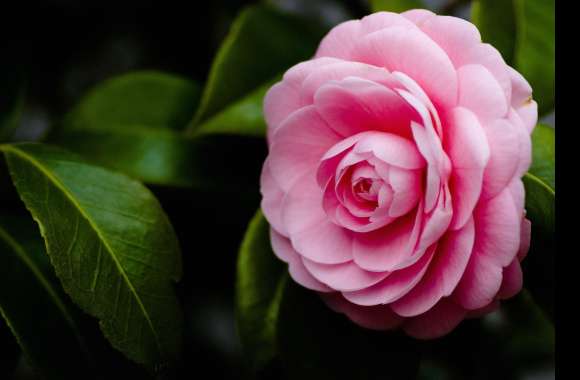 Pink Flower Flower Nature Camellia