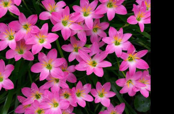 Pink Flower Flower Nature Lily