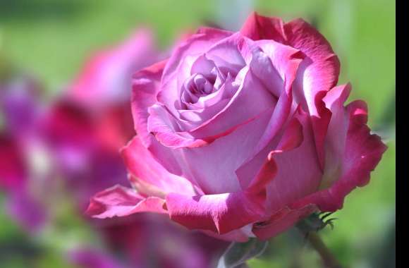 Pink Flower Flower Nature Rose