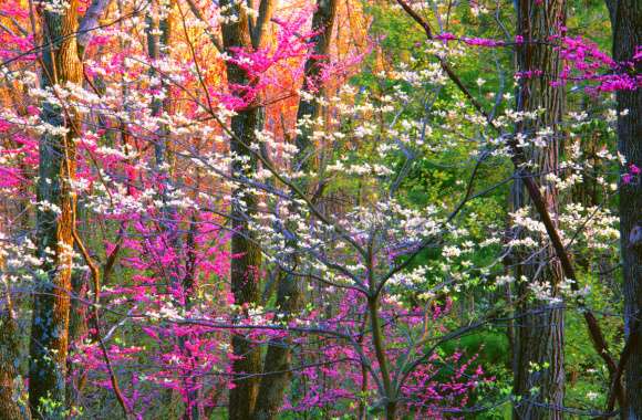 Pink Flower Forest Blossom Flower Tree Nature Spring