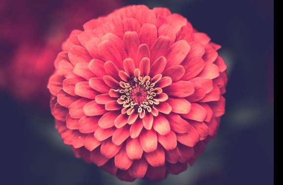 Pink Flower Macro Flower Nature Dahlia