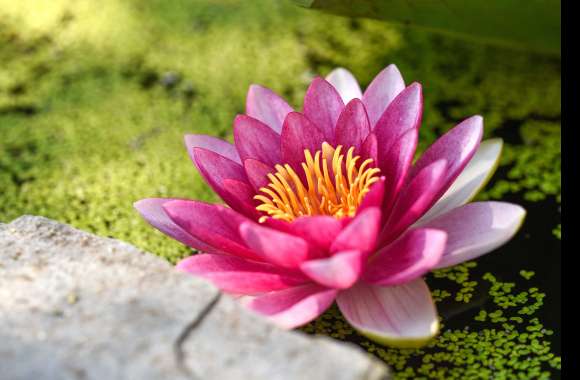 Pink Flower Nature Flower Lotus