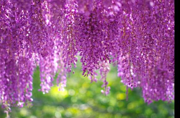 Pink Flower Purple Flower Flower Bokeh Nature Spring Blossom Wisteria