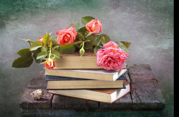 Pink Flower Rose Flower Shell Book Photography Still Life wallpapers hd quality