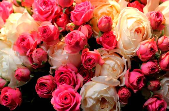 Pink Flower White Flower Cabbage Rose Close-up Flower Nature Rose