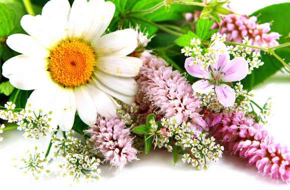 Pink Flower White Flower Close-up Spring Gerbera Nature Flower