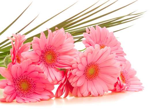 Pink Gerbera Daisy Delight - HD Nature Wallpaper