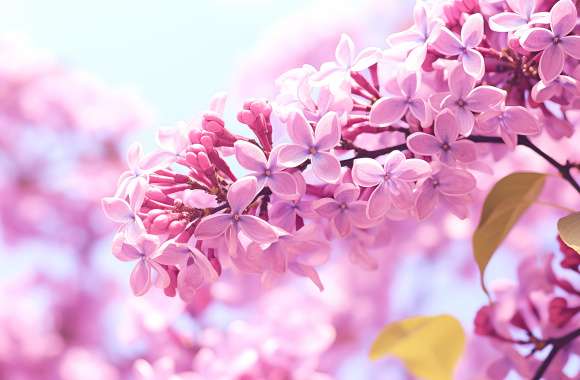 Pink Lilac Blossoms