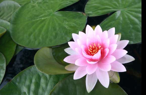 Pink Lotus Bloom - 4K Nature Wallpaper