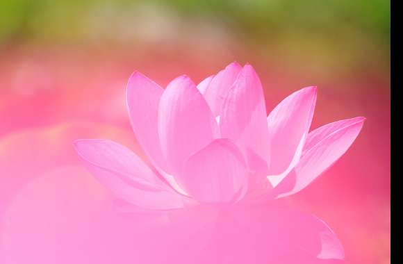 Pink Lotus in Nature -