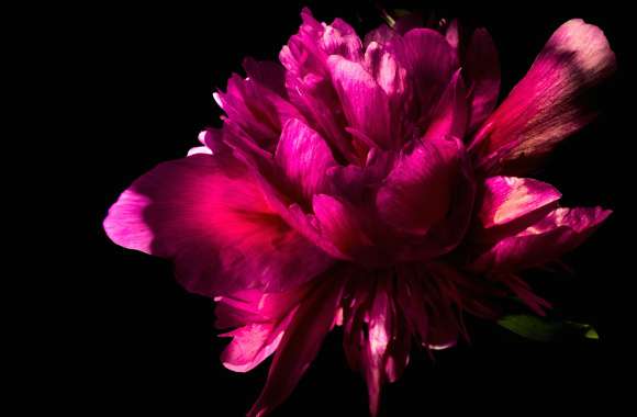 Pink Peony flower in Black background