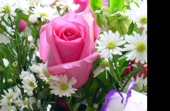 Pink Rose and White Blossoms Nature