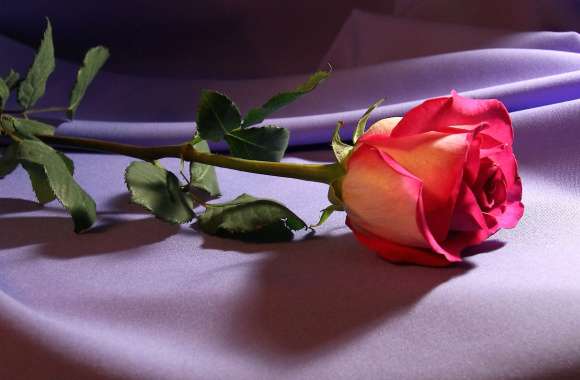 Pink Rose Bliss wallpapers hd quality