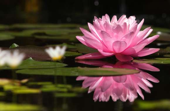 Pink Water Lily Reflection -