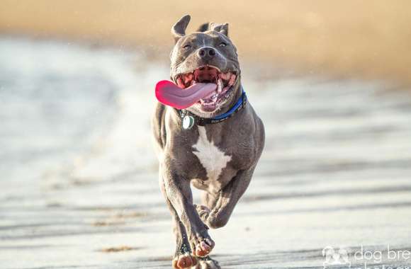 Pit Bull Beach Run wallpapers hd quality