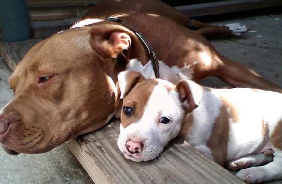 Pit Bull Duo