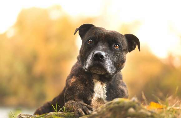 Pit Bull in Autumn -