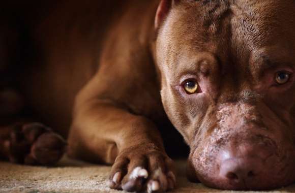 Pit Bull Paws