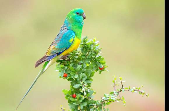 Plant Bird Animal Parrot