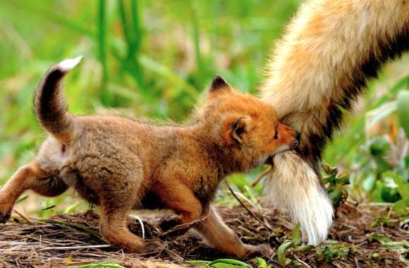 Playful Fox Cub wallpapers hd quality